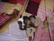 Three Baby Capuchin Monkeys Ready for New Homes