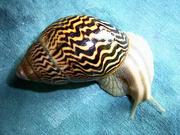 Achatina Varicosa Pet snails and Other Giant Tiger Pet snails for Sale