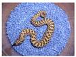 Cb09 Western Hognoses for Sale