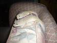 DESERT GECKOS,  lizard,  desert geckos,  1-2 years,  private....