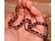 Baby Corn Snakes