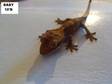 CRESTED GECKOS,  Unsexed Babies,  Harlequins,  Dalmations, ....