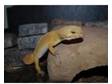 Adult Leopard Gecko and Vivarium. 2 year old male 'Super....