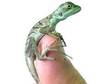 baby basilisks 4 sale. I have 9 stunning baby....