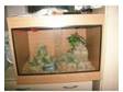 corn snake and vivarium. for sale corn snake complete....