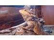 Male/female Beared Dragons 18months Old