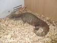 Bosc Monitor