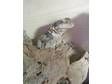 Female and Male Juvenile Chuckwalla for Sale