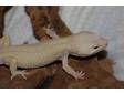 Patternless Albino Male Leopard Gecko