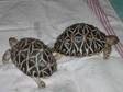 Tortoise : indian star tortoises. Two 2 1/2 year old....
