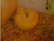 Albino Green Burmese Python-Male (£160). male albino....