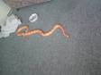 Corn Snake