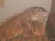 ORANGE IGUANA around 3-4 ft in length.was my husbands....