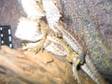 3 Juvenile Bearded Dragons