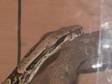 6FT FEMALE boa she is quite a pretty common boa, can be a....