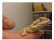 9 week old bearded dragons for sale. I have 5 nine week....