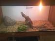 Breeding Pair Of Bearded Dragons