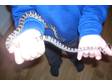 Anery Corn Snake