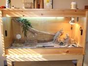 bearded dragons