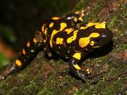 Fire salamander