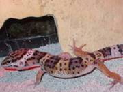 Baby Leopard Geckos to go