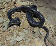 Only £60 : Mexican Black Kingsnake