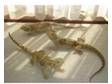 Bearded Dragons X4. For Sale are my 4 Bearded Dragons....