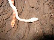 bargain baby corn snakes 4sale