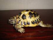 horsefield tortoise and vivarium