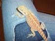 Hypo Pastel Bearded Dragon 5 Mths Old £100