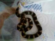 Baby Corn Snakes 4 sale