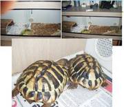 2 Hermans Tortoises And Set Up
