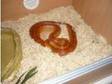 Adult Corn Snake with 4ft vivarium (£150). Snake is....