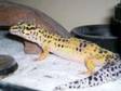 LEOPARD GECKO female adult 2 yr old female friendly but....