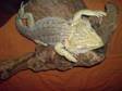 BEARED DRAGON 1 yr old male very friendly loves to be....