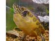 3 Yellow Bellied Slider Turtles