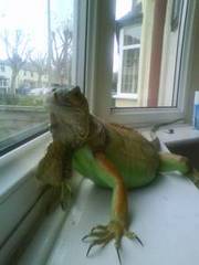 Female green iguana forsale