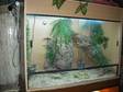 Large Reptile Vivarium 5 Baby Bearded Dragons