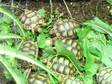 Marginated Tortoise Hatchlings for Sale