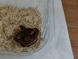 hatchling corn snakes. Hatchling corns various colours, ....