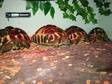 Breeding group of hermann tortoises for sale. 3 females....