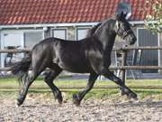 Effective available friesian gelding for sale 