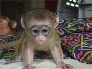 Female and Male Capuchin monkeys for free adoption