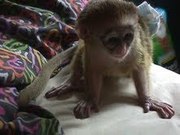 BABY MONKEY FOR GOOD HOMES