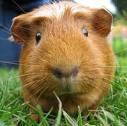 a cute and  loving guinea pig to give away