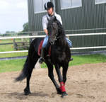outstanding friesian horse for free adoption