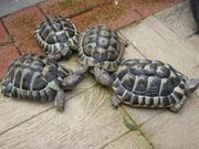 Healthy Tortoises