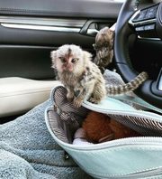 Marmosets monkeys. WhatsApp: +44 741 560 4528