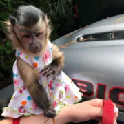 Capuchin monkey for sale. WhatsApp: +44 741 560 4528