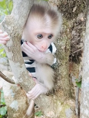 Capuchin male baby monkeys. WhatsApp: +44 741 560 4528